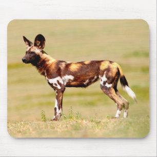 African Wild Dog (Lycaon Pictus) Standing Mouse Pad