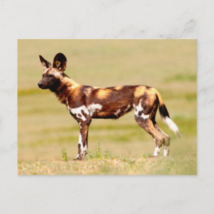 African Wild Dog (Lycaon Pictus) Standing Postcard