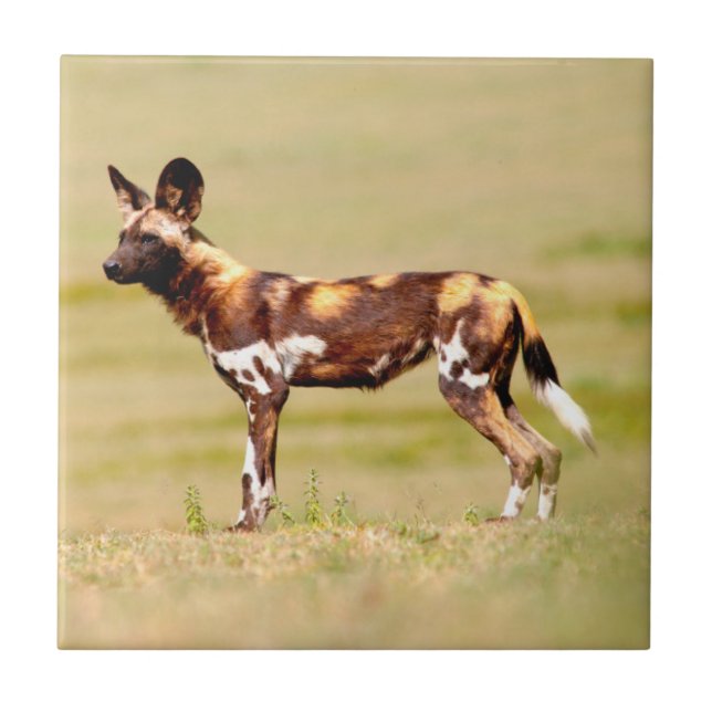African Wild Dog (Lycaon Pictus) Standing Tile (Front)