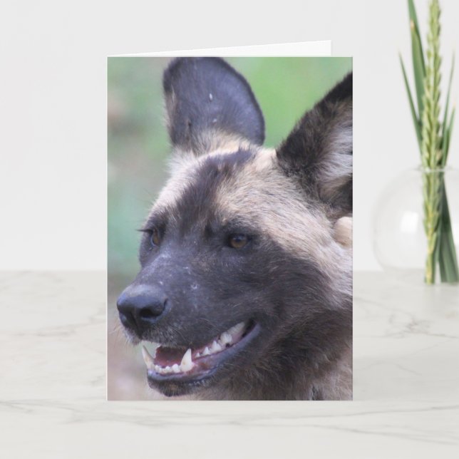 African Wild Dog (Painted Dog) Card (Front)