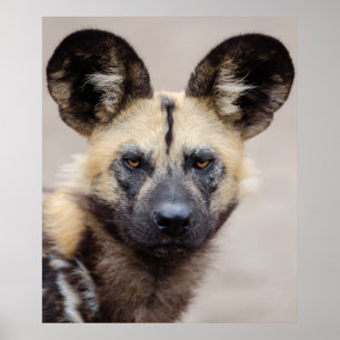 African Wild Dog (Painted Dog) Poster