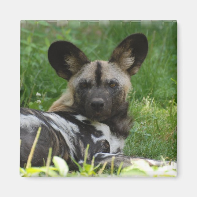 African Wild Dog Photo Magnet (Front)