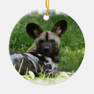 African Wild Dog Photo Ornament