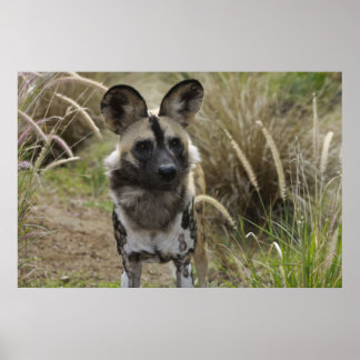 African Wild Dog Poster