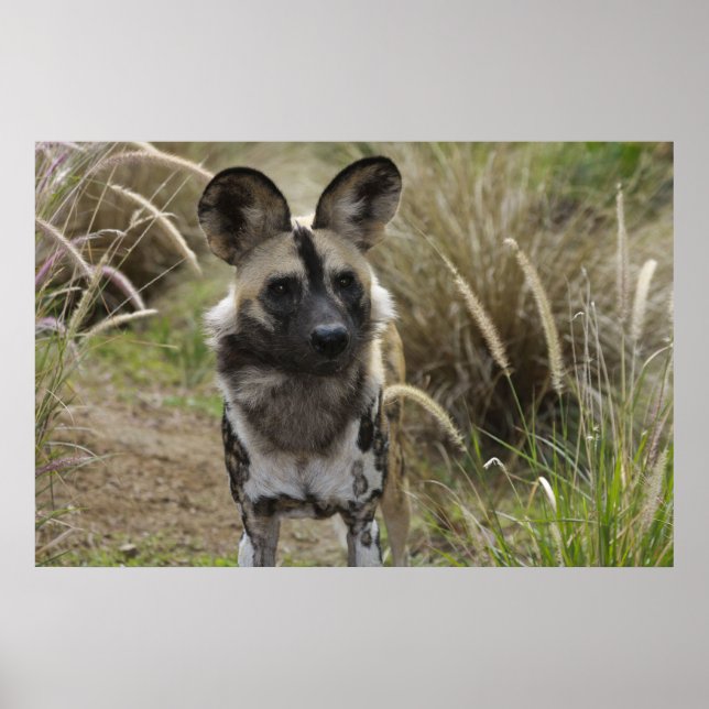 African Wild Dog Poster (Front)