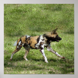 African Wild Dog Poster