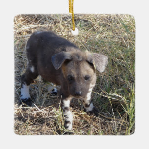 AFRICAN WILD DOG PUPPY  CERAMIC ORNAMENT