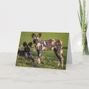 African Wild Dogs in Tanzania Card