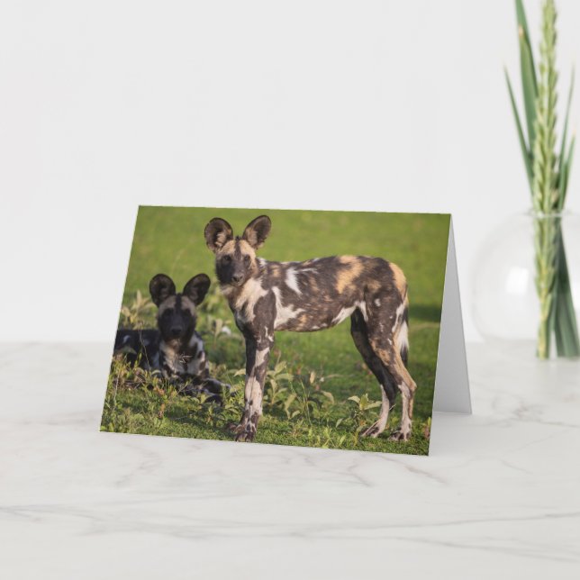 African Wild Dogs in Tanzania Card (Front)