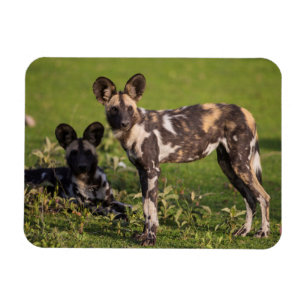 African Wild Dogs in Tanzania Magnet