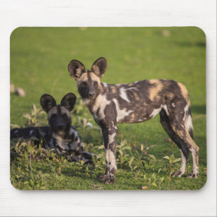 African Wild Dogs in Tanzania Mouse Pad