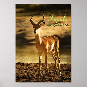 African Wildlife Impala in River-bed Poster