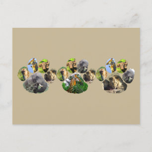 African Wildlife Lion Pawprint triple Collage Postcard