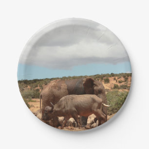 African Wildlife Photography Elephant Buffalo Paper Plate