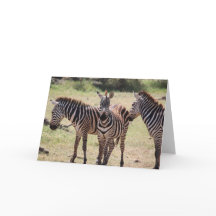 African Zebra Card