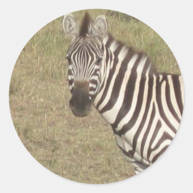 African Zebra Classic Round Sticker (Front)