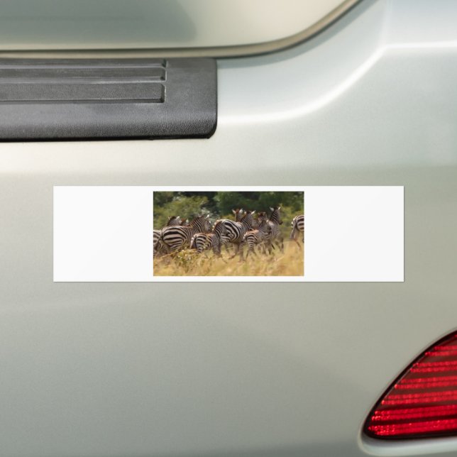 African Zebra cool stuff Bumper Sticker (On Car)