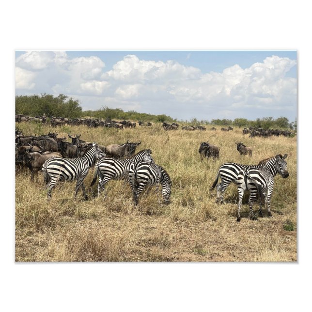 African Zebra Photo Print (Front)