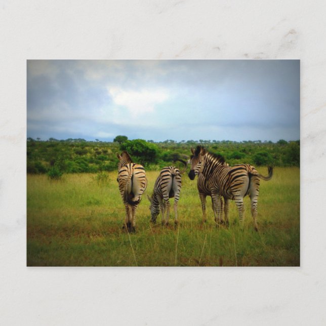 African Zebras in a Natural Setting Postcard (Front)