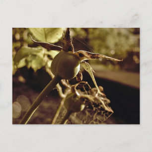 After the Love has gone.. Postcard