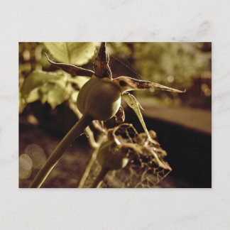 After the Love has gone.. Postcard