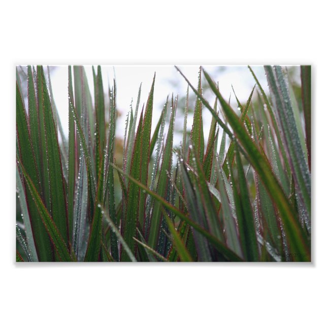 After the rain photo print (Front)