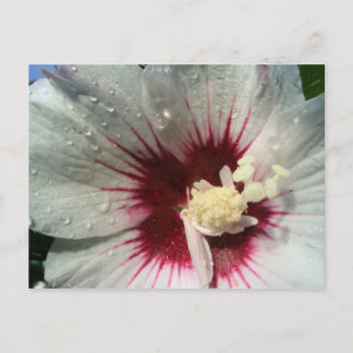 After the Rain Postcard