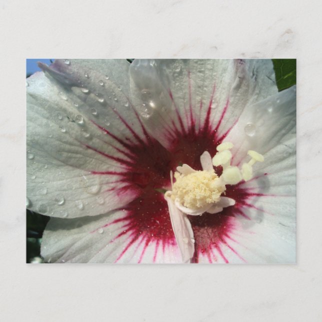 After the Rain Postcard (Front)