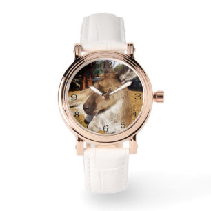 Afternoon Naps: Sleepy Australian Kangaroo,  Watch