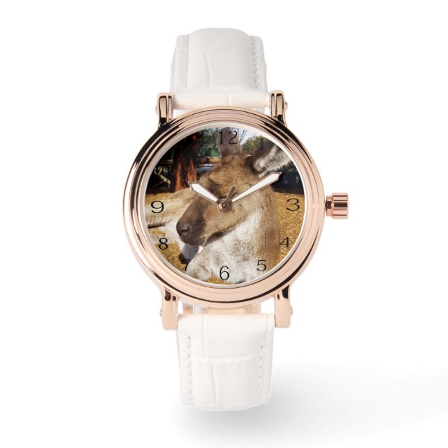 Afternoon Naps: Sleepy Australian Kangaroo,  Watch (Front)