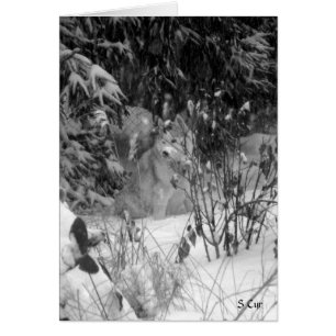 Against the Snow, S Cyr