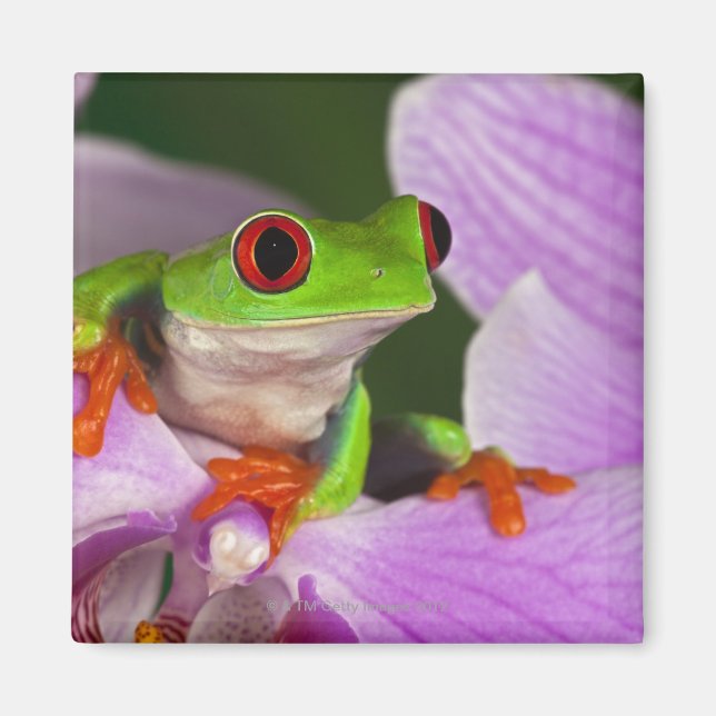Agalychnis callidryas. magnet (Front)