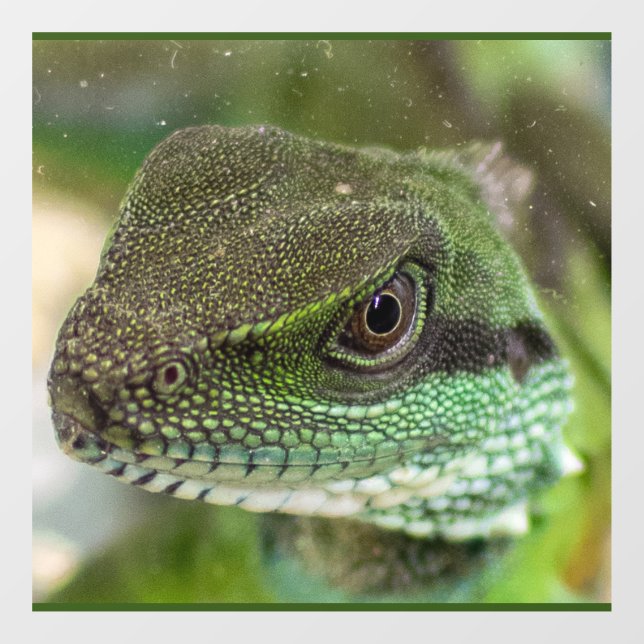 Agama, lizard (Sheet)