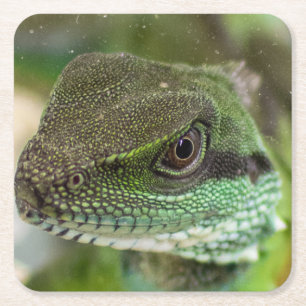 Agama, lizard square paper coaster