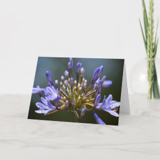 Agapantha Flower Card