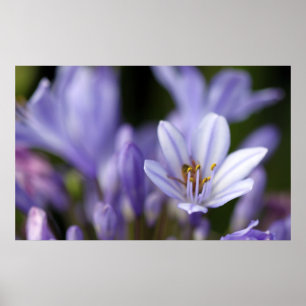 Agapanthus Africanus Poster