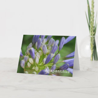 Agapanthus Blank Greeting Card