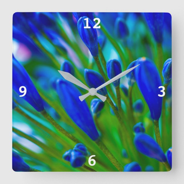 Agapanthus blue flower Acrylic wall clock (Front)