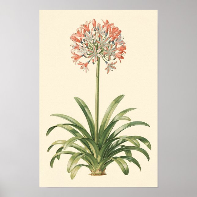 Agapanthus Botanical Study Poster (Front)