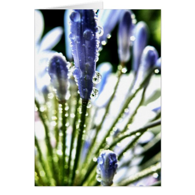 Agapanthus Drops Card (Front)