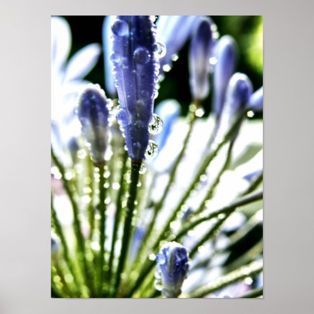 Agapanthus Drops Poster (Front)