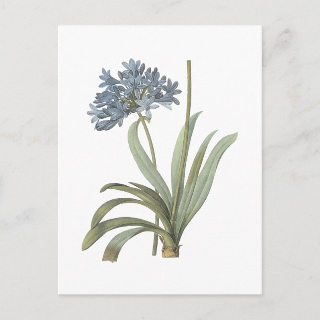 Agapanthus Flower Postcard (Front)