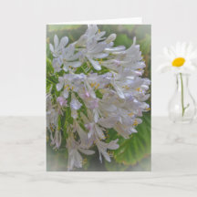 Agapanthus Lily Flowers Floral Art Note Card