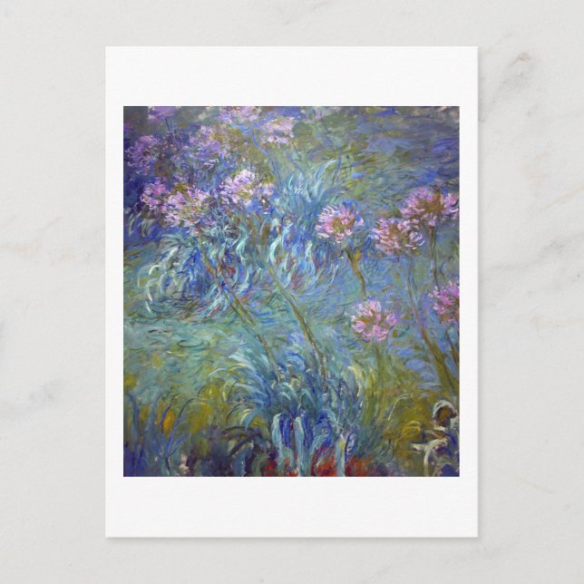 Agapanthus, Monet Postcard (Front)