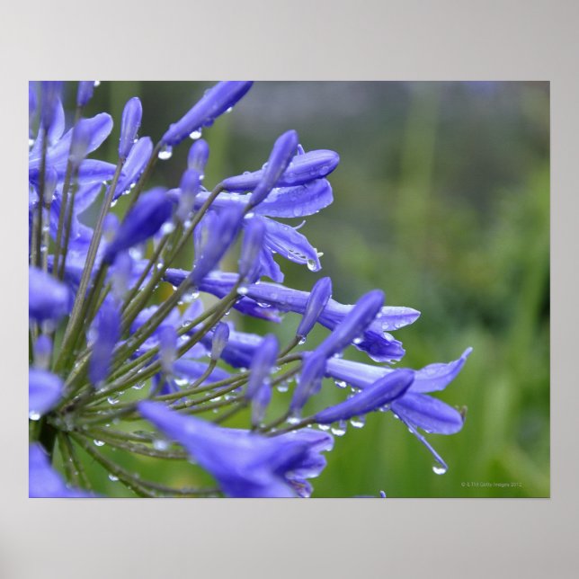 Agapanthus praecox, commonly known as poster (Front)