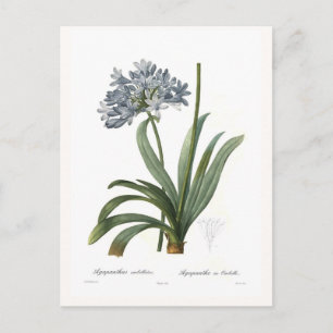 Agapanthus umbellatus postcard