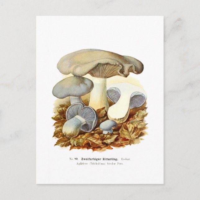 Agaricus bicolor postcard (Front)