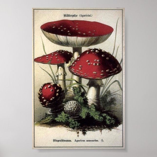 Agaricus muscarius Mushrooms Poster (Front)