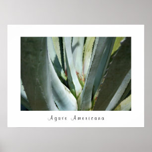 Agave Americana Poster