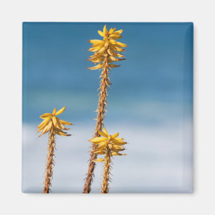 Agave by the ocean magnet